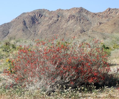 Species Habitat