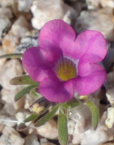 Species Closeup