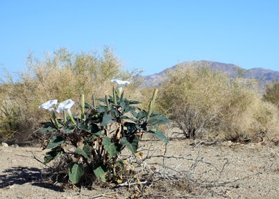 Species Habitat