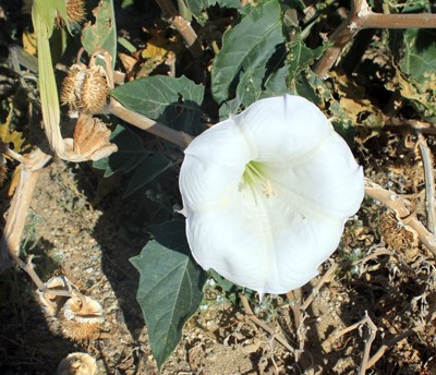 Species Closeup
