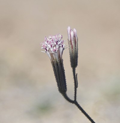 Species Closeup