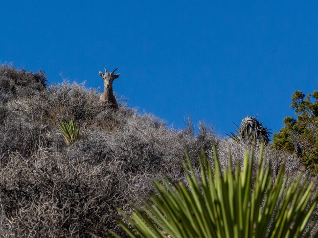 a bighorn sheep lamb looking towards the camera and standing in desert vegetation