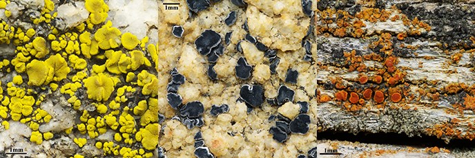 Composite image of lichens. Composite image of lichens.