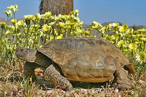 desert tortoise desert tortoise