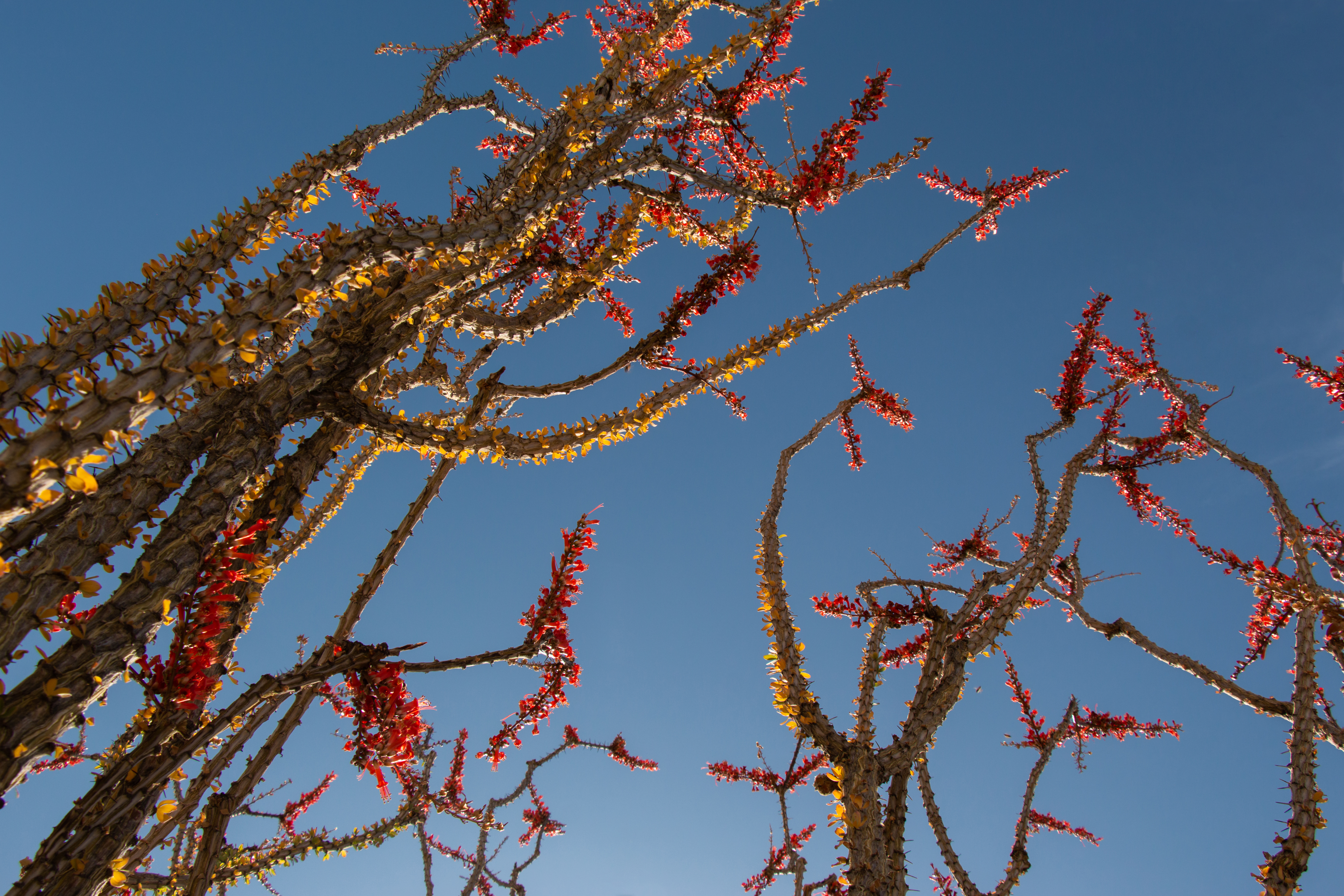 Ocotillo branches covered in thorns and blossoming red flowers.