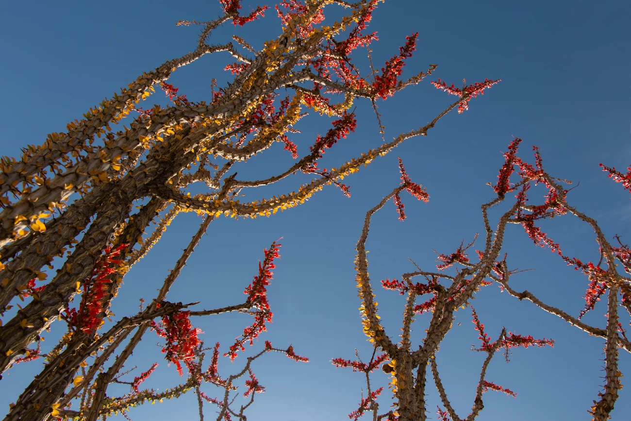 ocotillo7 Ocotillo branches covered in thorns and blossoming red flowers.