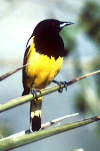 oriole oriole