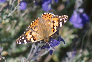 Painted Lady