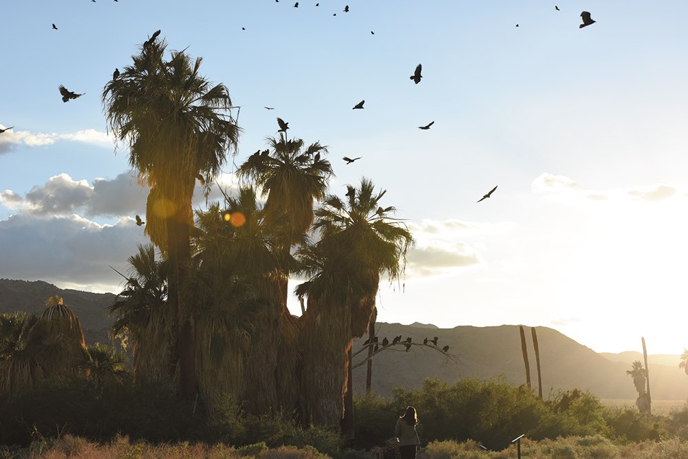 A large number of vultures are seen perched on palm trees and soaring in the air at sunset. Photo: NPS / Brad Sutton