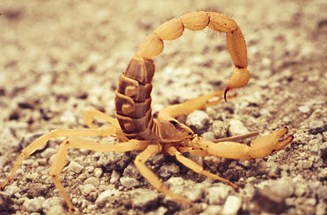 giant hairy scorpion