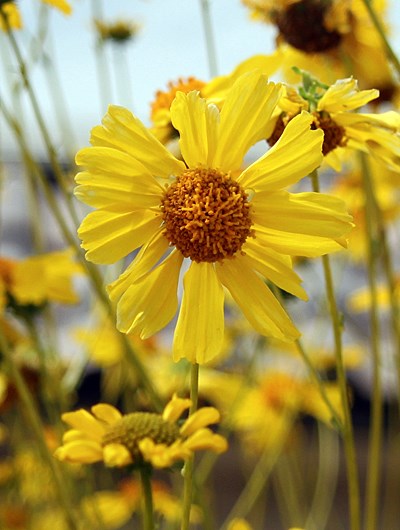 Species Closeup