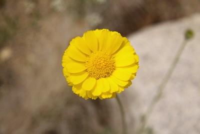 Species Closeup