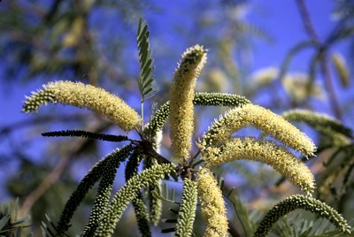 Species Closeup