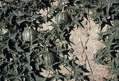 Species Closeup