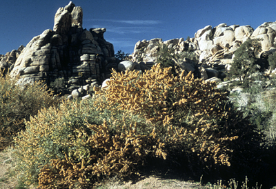 Species Habitat