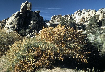 Species Habitat