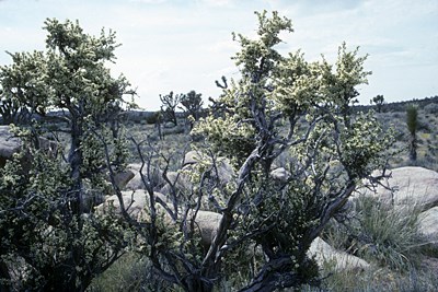 Habitat
