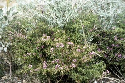 Species Habitat