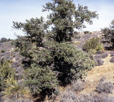 Species Habitat