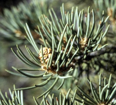 Species Closeup