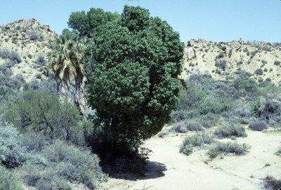 Species Habitat