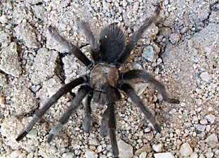 Tarantula