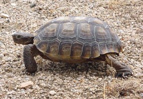 Desert Tortoise Desert Tortoise