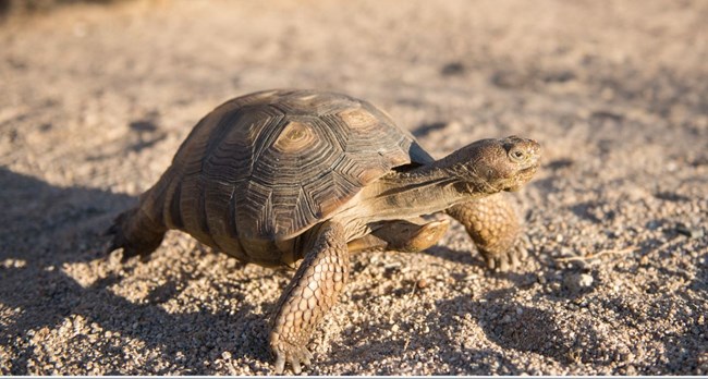 Desert tortoise traveling across the desert floor
