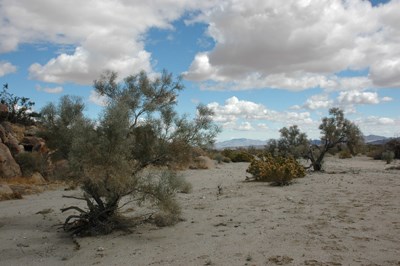 Species Habitat