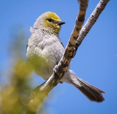 a grey bird with a yellow face perched on a branch