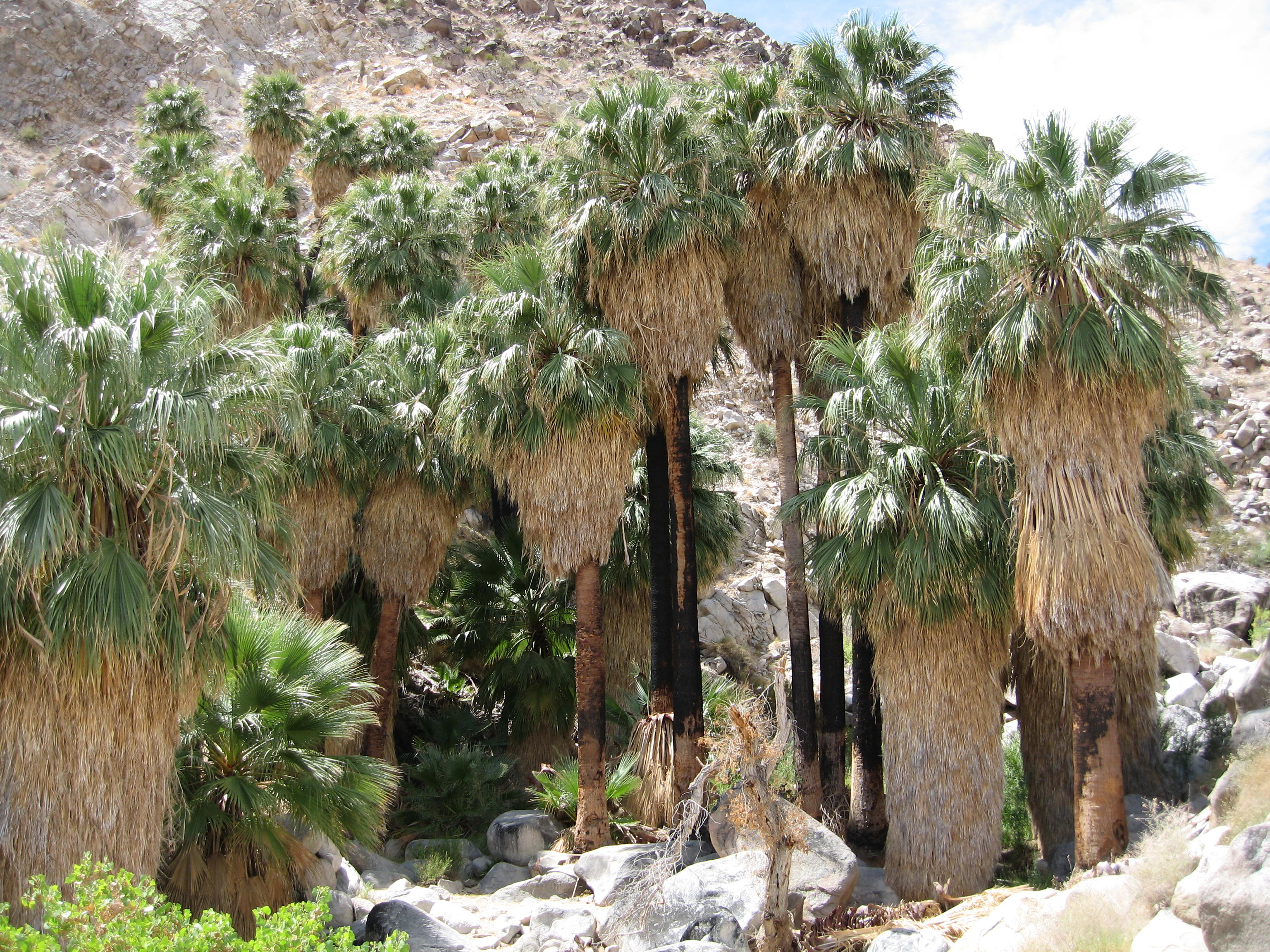 A cluster of palm trees in a desert