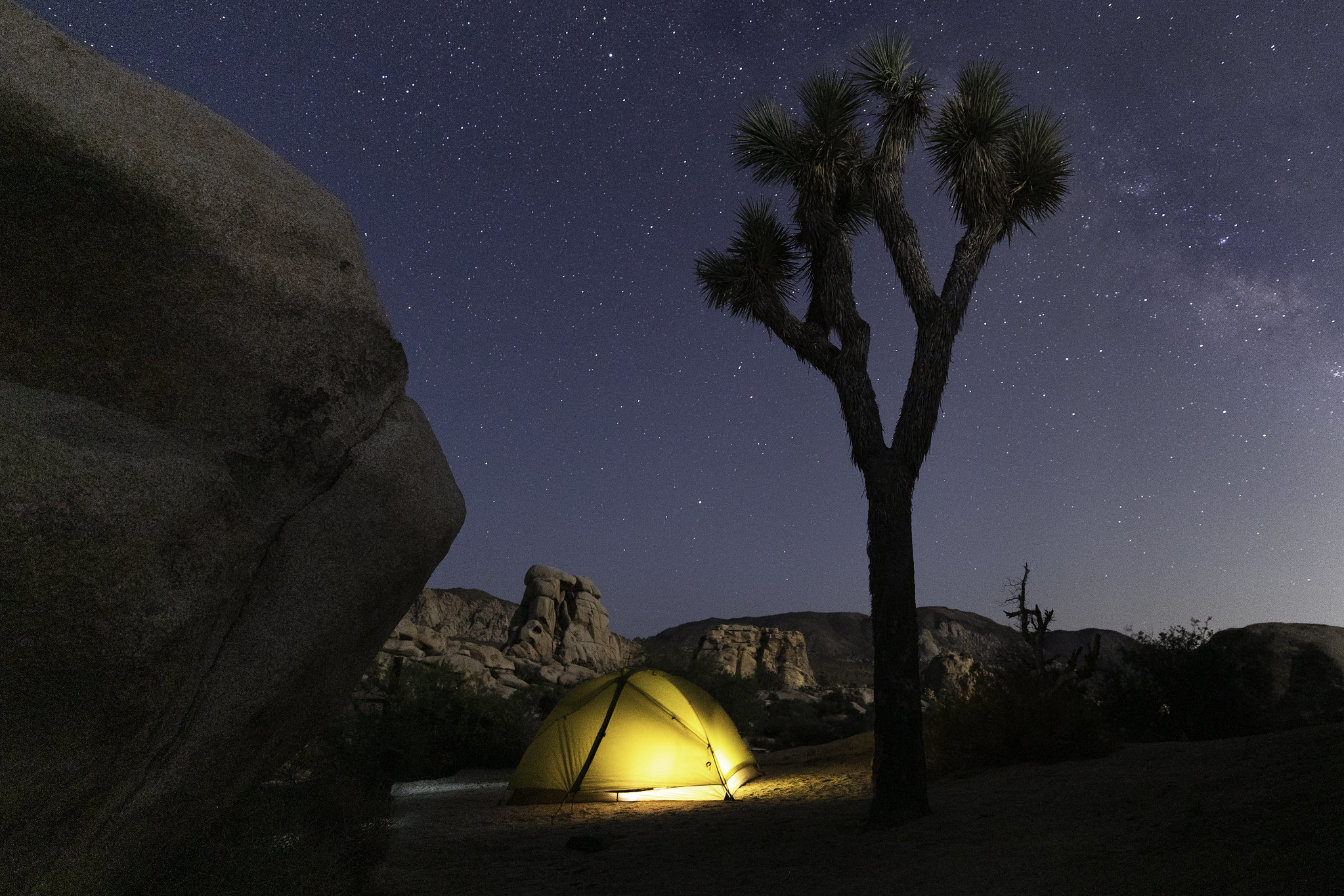 a tent and Joshua tree in a campsite under the stars.