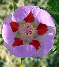 Desert Five Spot Bloom