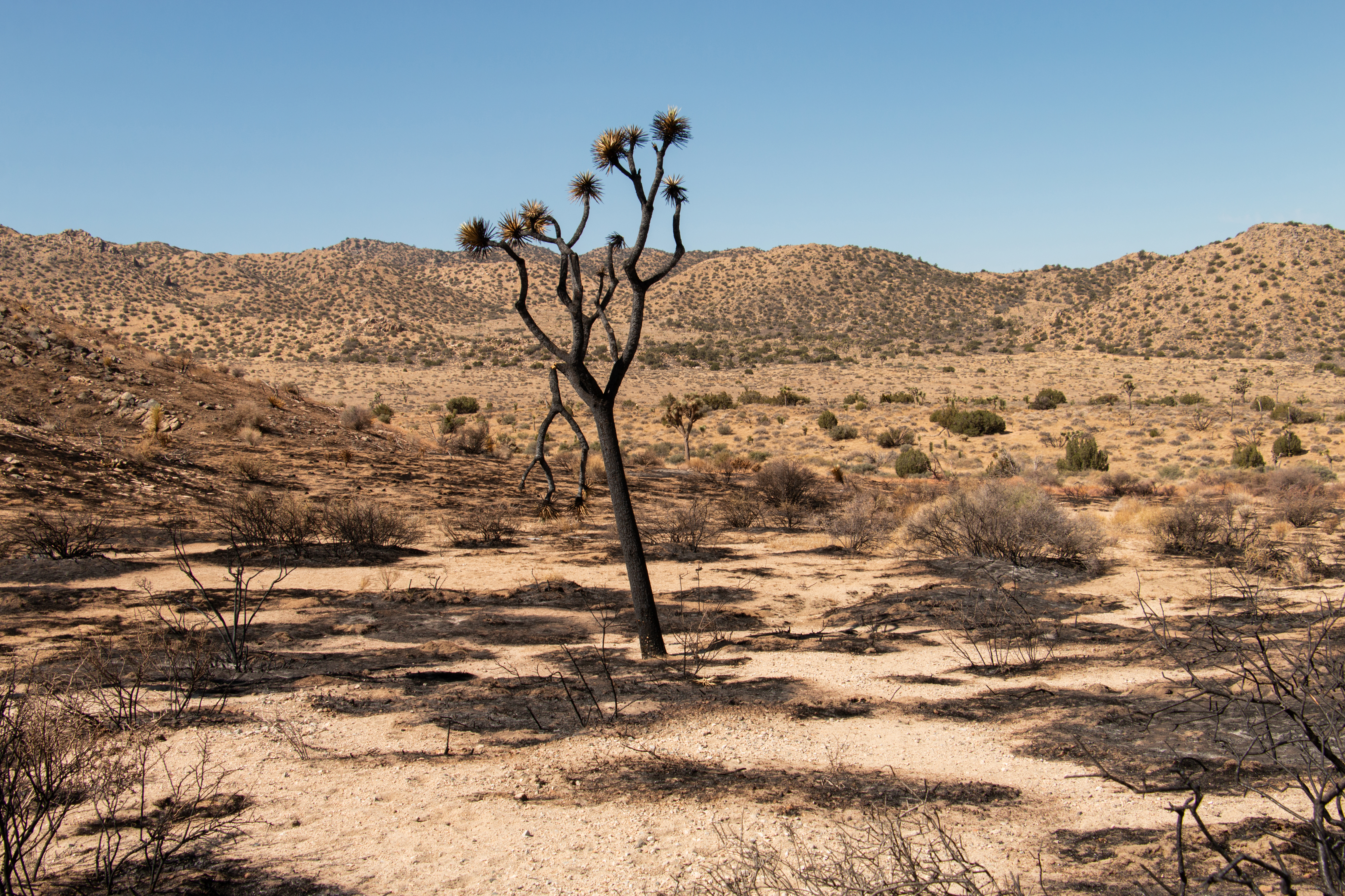 Burned Joshua Tree on burned desert landscape