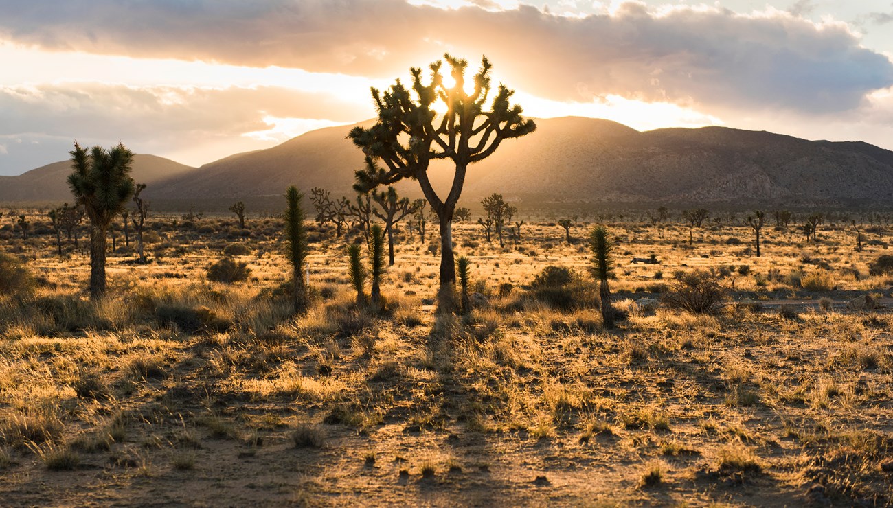 Color photo of the sun backlighting a Joshua tree through some clouds. Desert landscape fills the foreground with mountains in the background. Photo: NPS / Brad Sutton