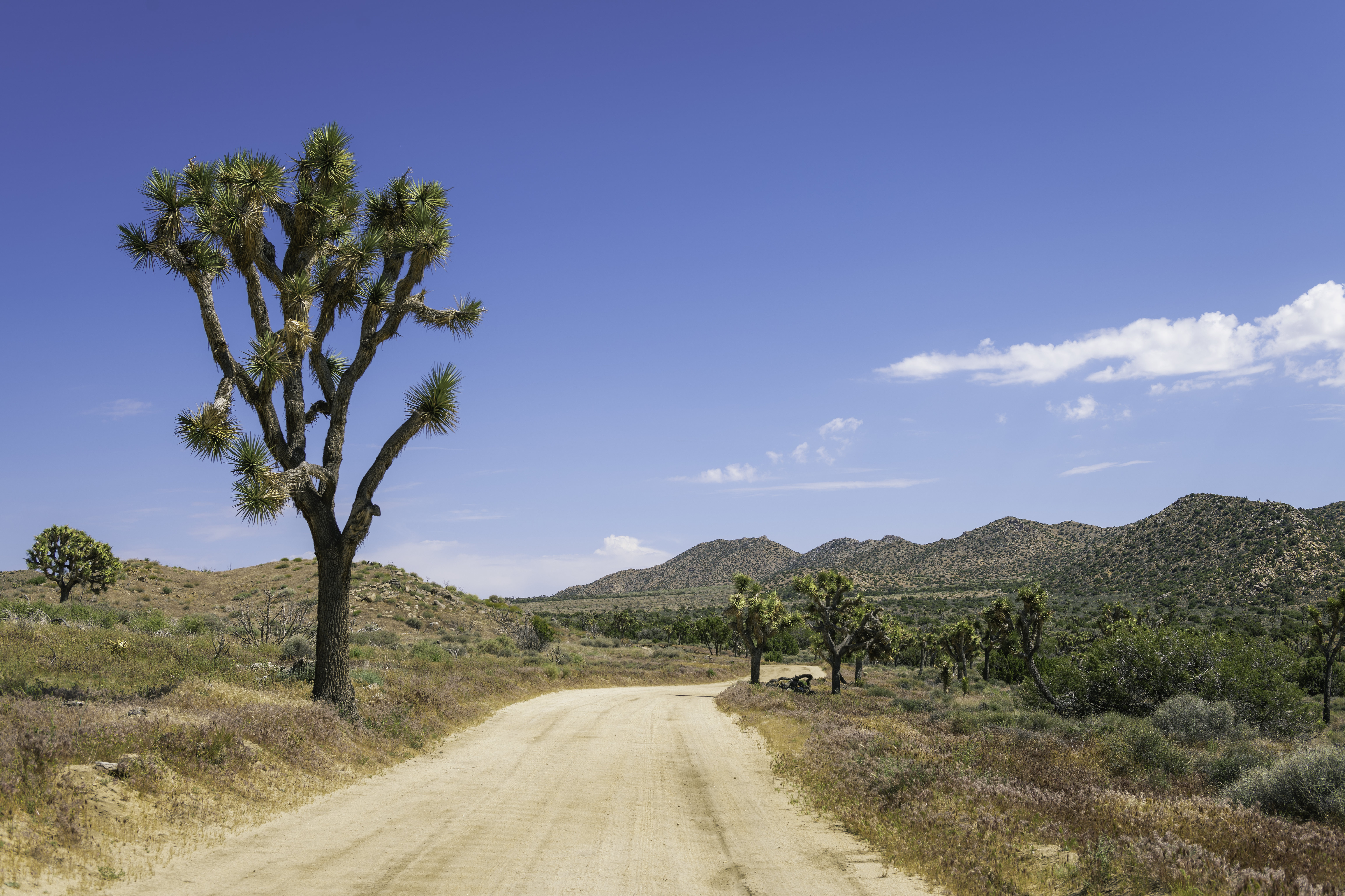 A dirt road disappears into the distance with a lone Joshua tree at the side of the road and vegetation-covered hills in the distance.