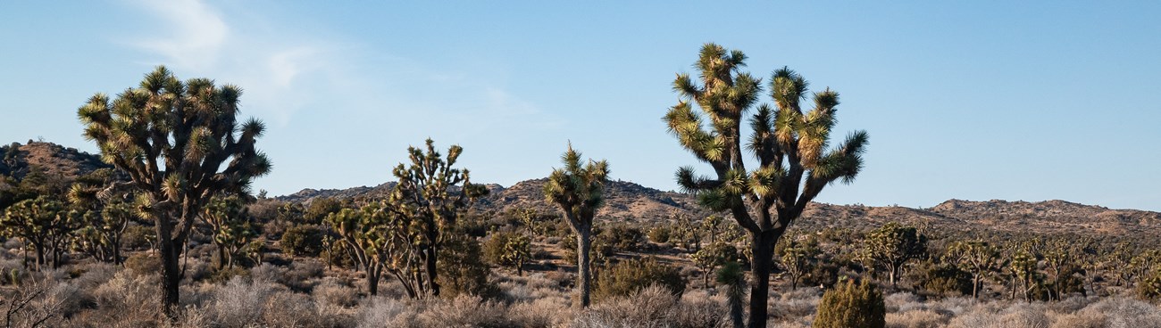 a field of Joshua trees with mountains in the background