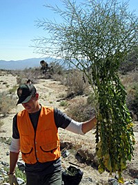 Park ranger holding the invasive Sahara mustard plant. Park ranger holding the invasive Sahara mustard plant.