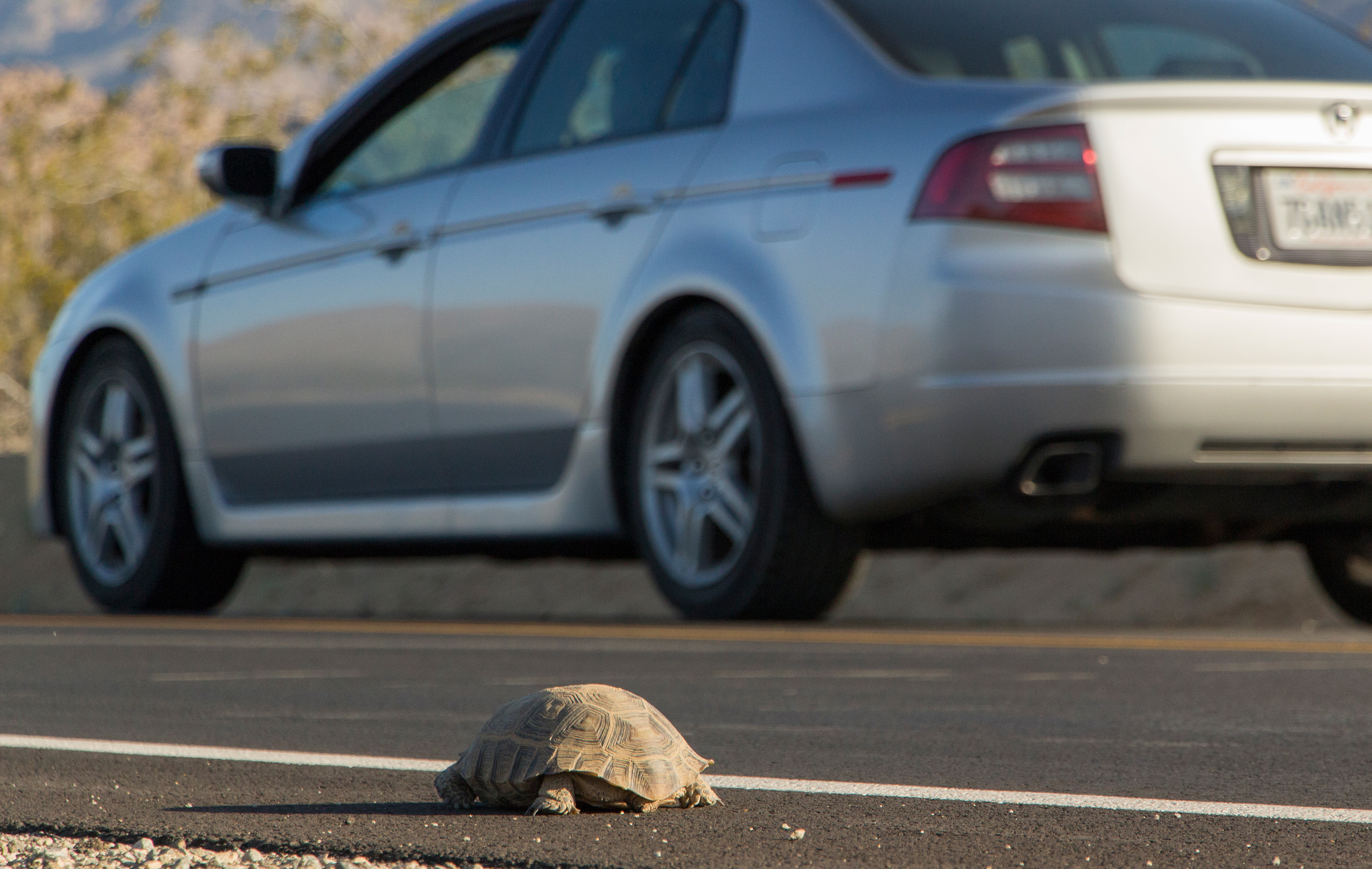 A desert tortoise on the edge of a paved road. Photo: NPS / Brad Sutton