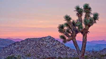 Sunset at Joshua Tree National Park