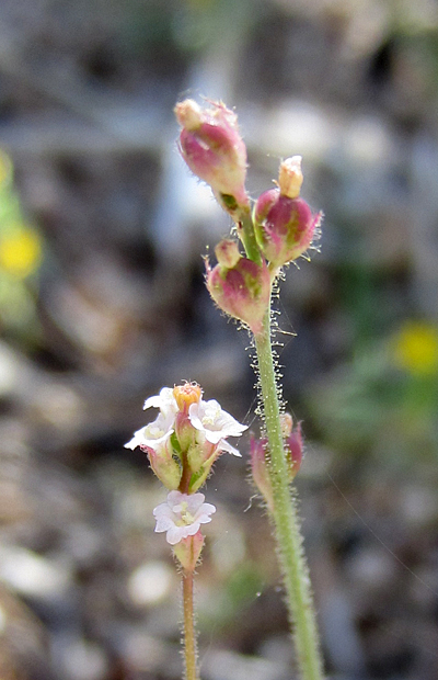 Species Closeup