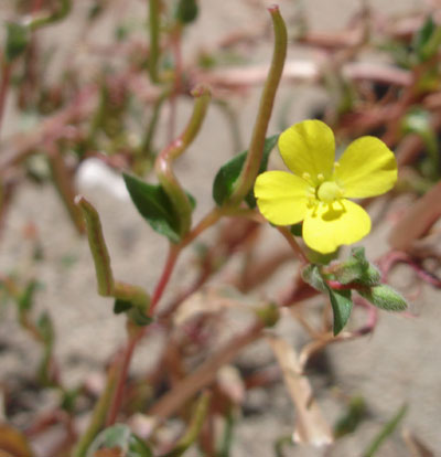 Species Closeup