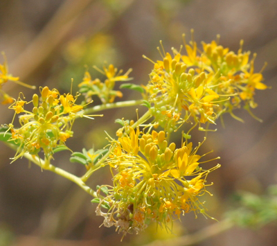Species Closeup