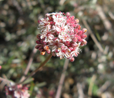 Species Closeup