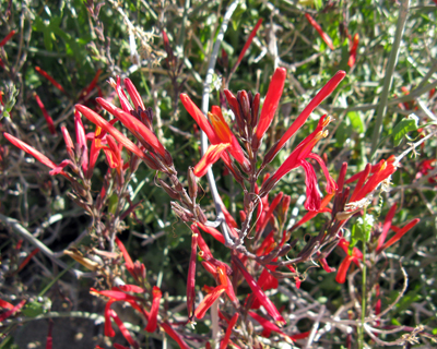 Species Closeup