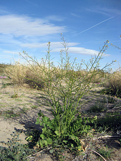 Species Habitat