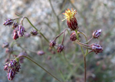 Species Closeup