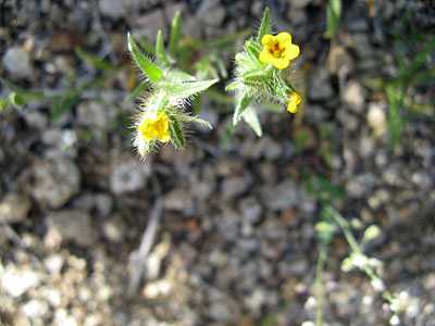Species Closeup
