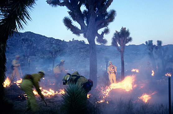 Firefighters