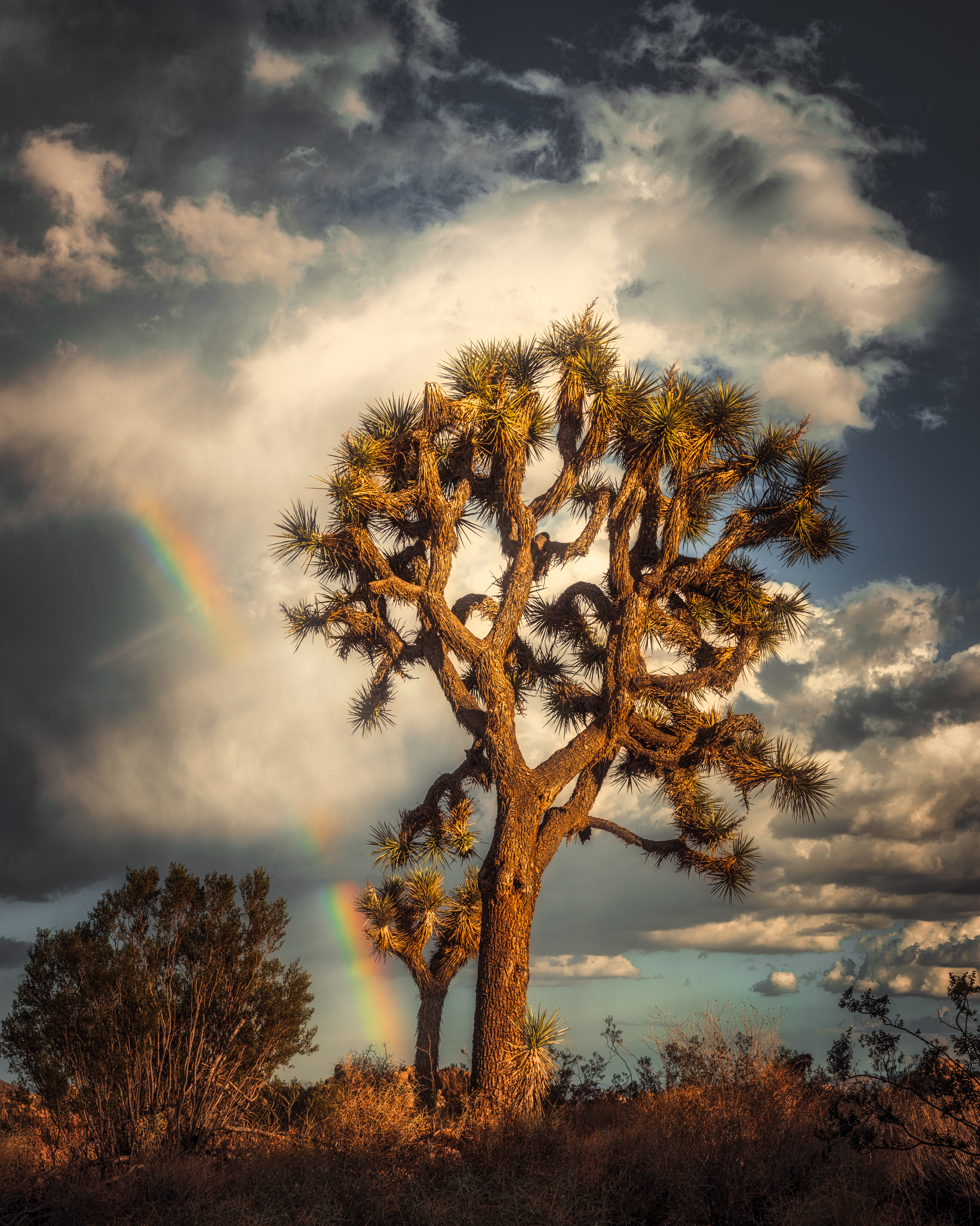 A Joshua tree with a background of a blue sky, clouds, and a rainbow